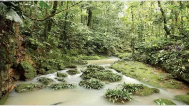 আমাজন বনে হারিয়ে যাওয়ার প্রায় চার সপ্তাহ পর উদ্ধার দুই ভাই