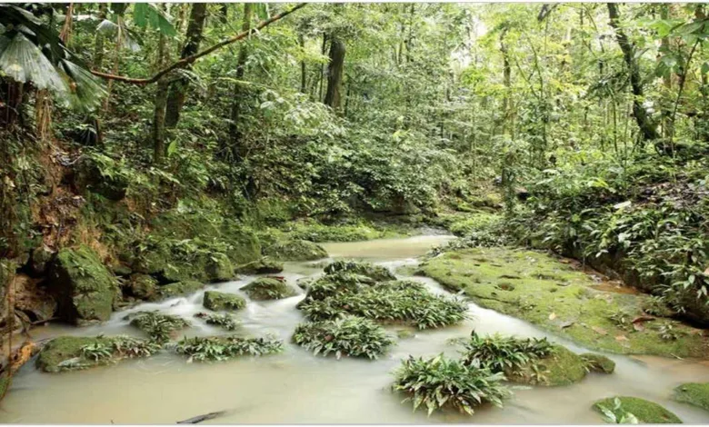 আমাজন বনে হারিয়ে যাওয়ার প্রায় চার সপ্তাহ পর উদ্ধার দুই ভাই