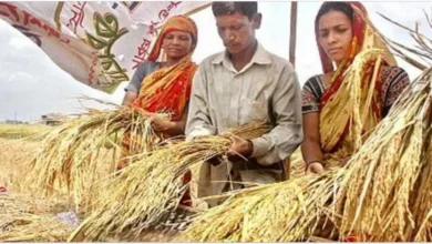 লাভজনক ধান ব্যবসার সকল খুটিনাটি