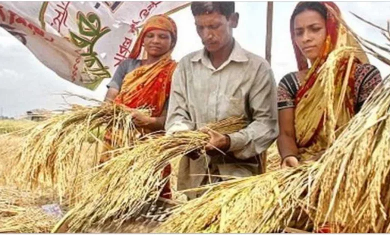 লাভজনক ধান ব্যবসার সকল খুটিনাটি