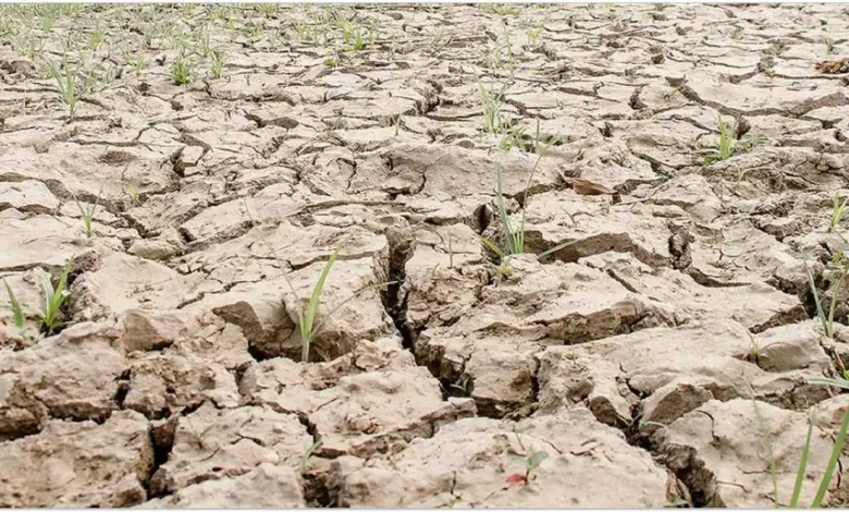 তীব্র রোদে বীজতলায় শুকিয়ে যাচ্ছে আমন ধানের চারা