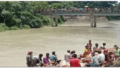 মানিকগঞ্জে ধলেশ্বরী নদীতে ২৭টি গরু নিয়ে একটি ট্রলারডুবি