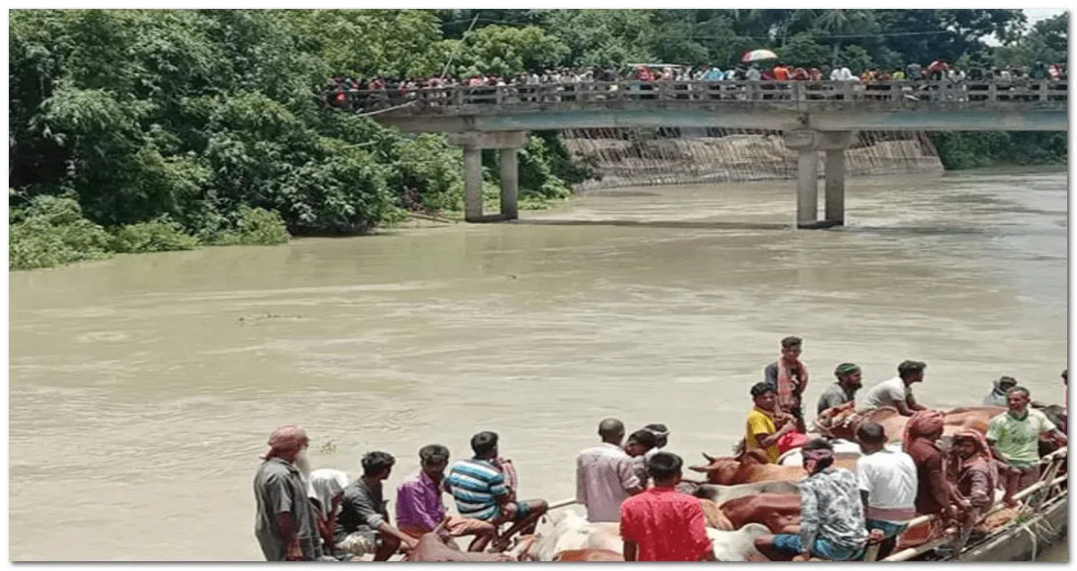 মানিকগঞ্জে ধলেশ্বরী নদীতে ২৭টি গরু নিয়ে একটি ট্রলারডুবি