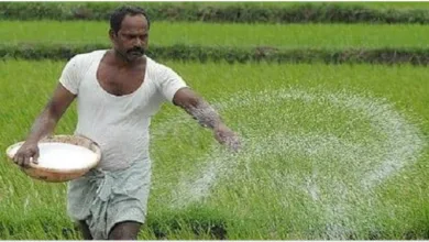 ইউরিয়া সারের দাম কেজিতে ছয় টাকা বাড়িয়েছে সরকার