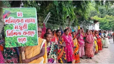 চা শ্রমিকদের ধর্মঘট প্রত্যাহার মজুরি হলো ১৪৫ টাকা