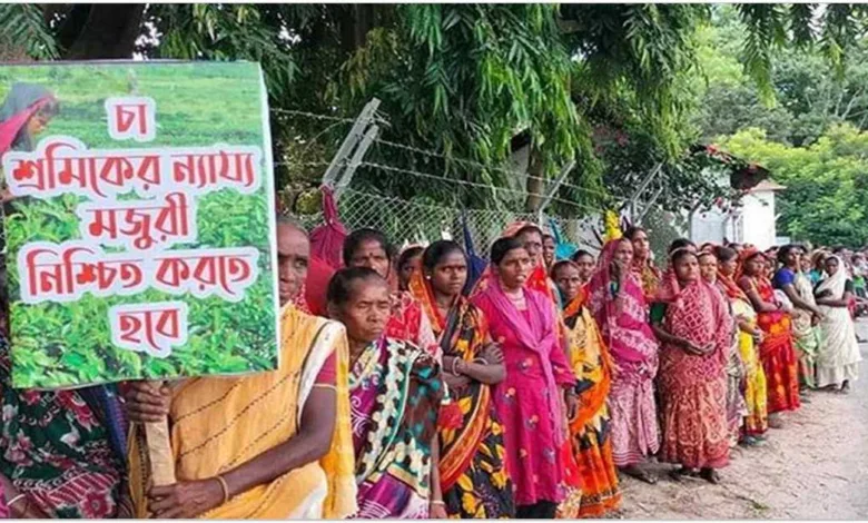 চা শ্রমিকদের ধর্মঘট প্রত্যাহার মজুরি হলো ১৪৫ টাকা