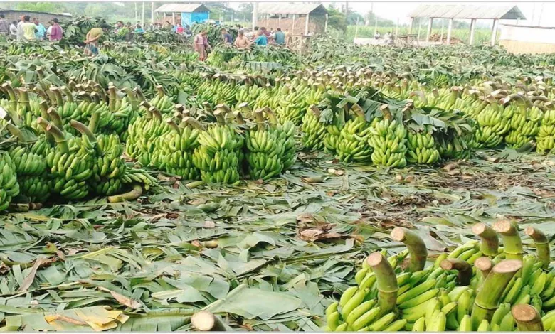 ন্যায্য দাম না পাওয়ার শঙ্কায় দিনাজপুরের কলাচাষীরা