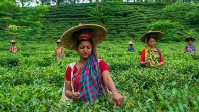 প্রধানমন্ত্রীর মুখের দিকে তাকিয়ে চা শ্রমিকরা