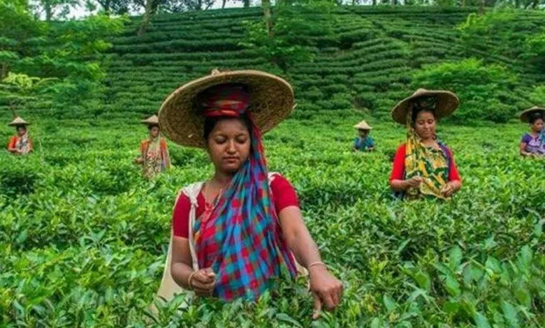 প্রধানমন্ত্রীর মুখের দিকে তাকিয়ে চা শ্রমিকরা