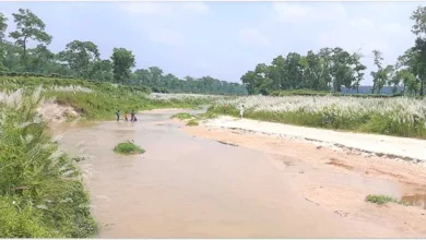 বিটিআরআই চা বাগানের ভেতর ফুটেছে সাদা কাশফুল