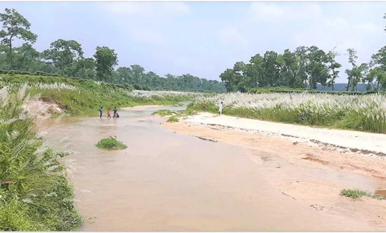 বিটিআরআই চা বাগানের ভেতর ফুটেছে সাদা কাশফুল